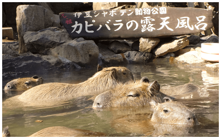 Photos of capybaras at the Izu Shaboten zoo