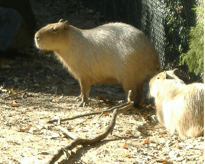 Where Capybara Can Be Seen