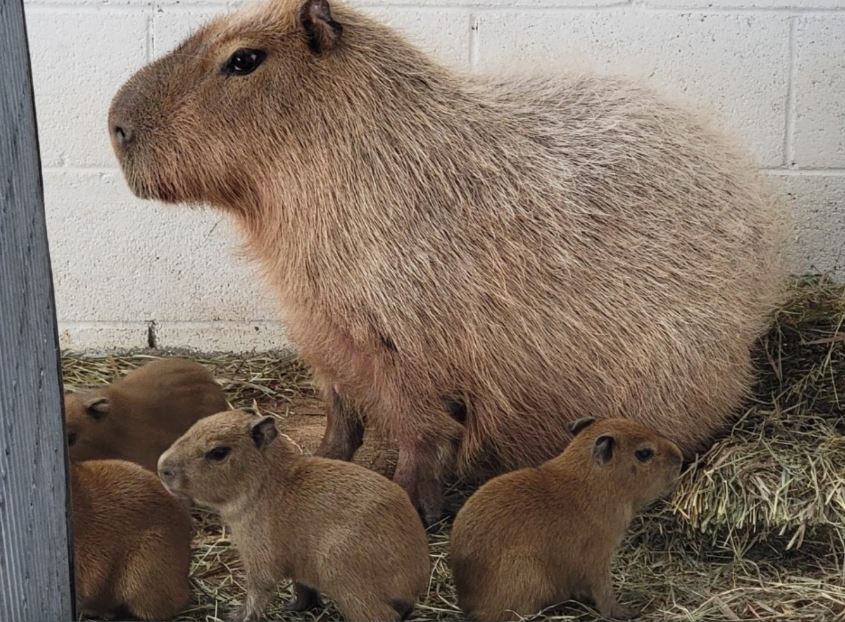 Are Capybaras Dangerous