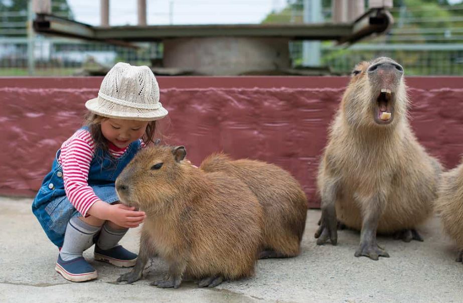 Are Capybaras Safe With Kids