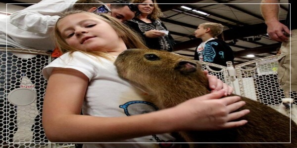 Capybara worth