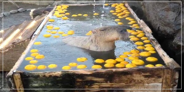 Why Do Capybaras Bath With Lemons