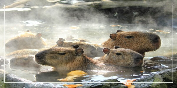 Why Do Capybaras Like Hot Springs