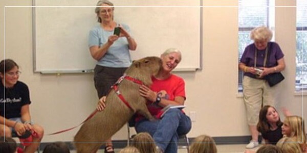 Can Capybaras Kill Humans - Are Capybaras Dangerous ? - [Answered]