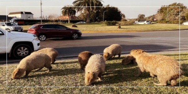 Can You Farm Capybaras