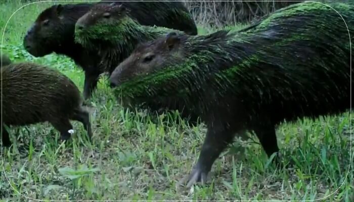 Green Capybara Species
