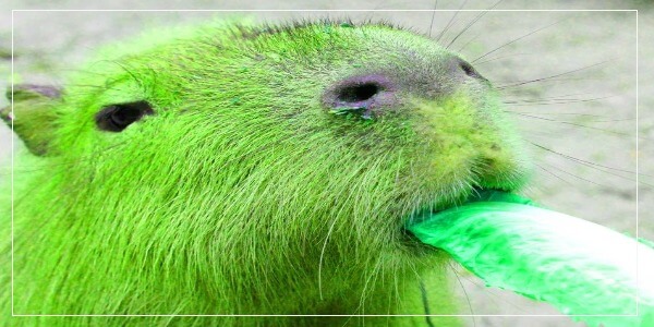 Green Capybara New Species
