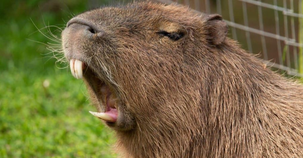 How Powerful is a Capybara bite