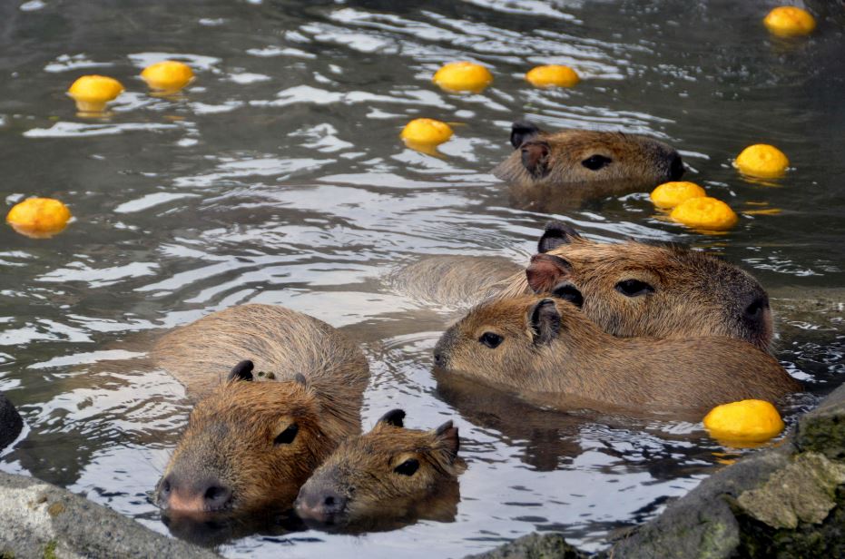 why do capybaras take hot bath