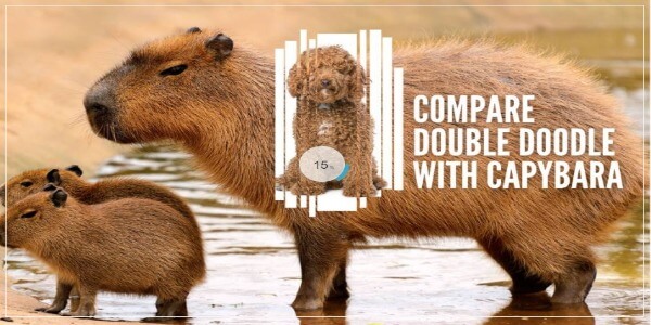 Comparing Double Doodle With Capybara?
