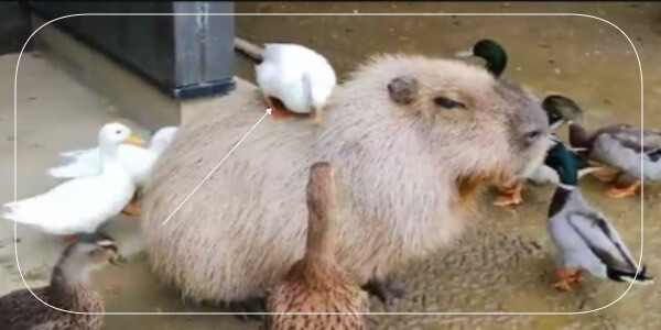 Ducks Sitting On Capybara