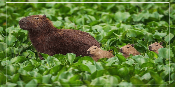 Poisonous Plants Dangerous for Capybaras