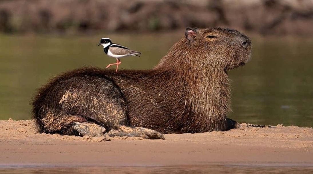 why animals like capybaras so much