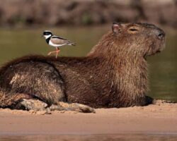 why animals like capybaras so much