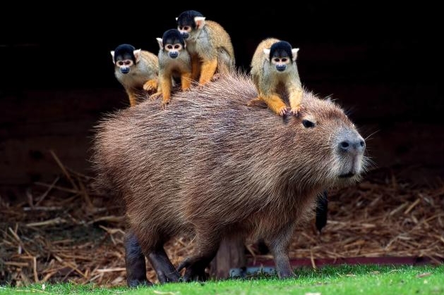 why do animals sit on capybaras