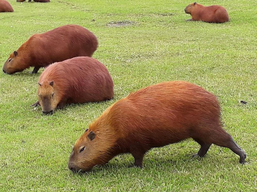Capybaras and Guinea Pigs