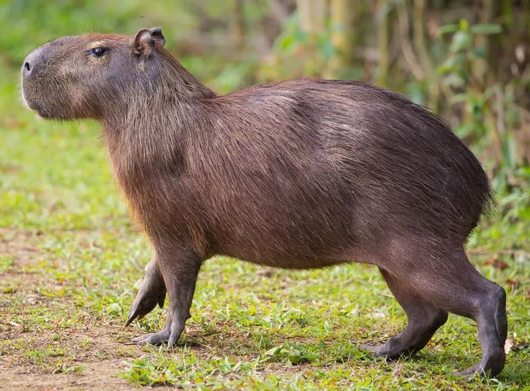 Hydrochoerus Isthmius