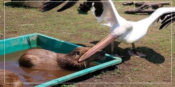 Can Pelicans Eat Capybaras