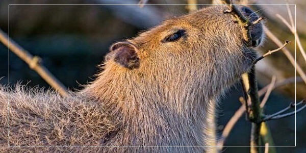 Can Capybaras Climb Trees?