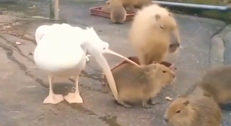 Why do pelicans try to eat capybaras