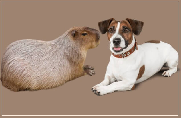Are Capybaras Smarter Than Dogs