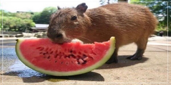Capybara Not Eating