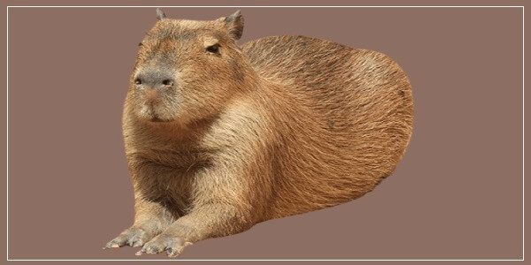 Why Did Capybaras Evolve to Be So Big