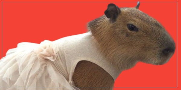 Can Capybaras Wear Clothes
