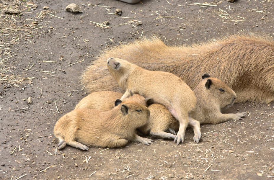 How does capybaras sleep