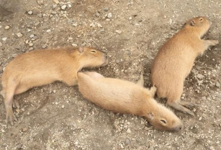 How long do capybara sleep for