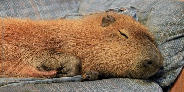 What Do Capybaras Do At Night