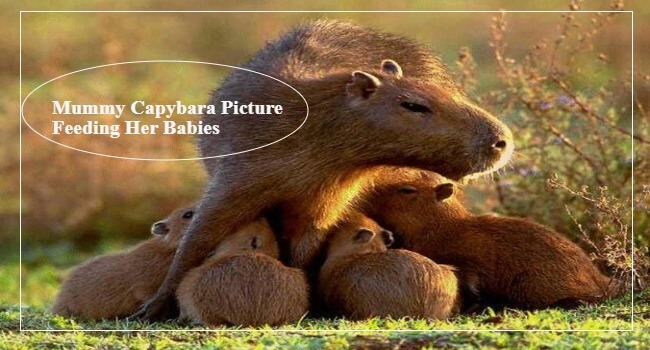 Do Capybaras Breastfeed Their Babies
