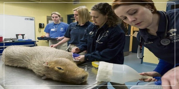 Rabies In Capybaras - Signs, Symptoms & Treatment
