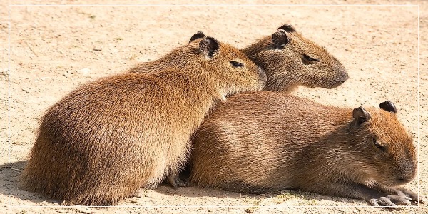 Do Capybaras Hate Other Rodents