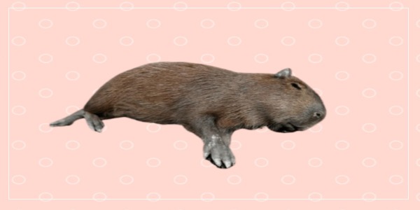 Why Are My Capybaras Dying So Much