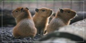Do Capybaras Throw Their Babies