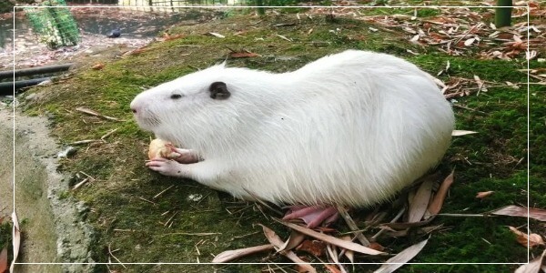 Albino Capybaras