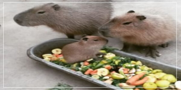 How Does a Capybara Get Its Food