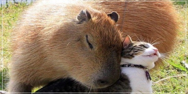 Do Capybaras Love Cats