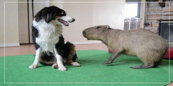 Will Capybaras Attack Dogs