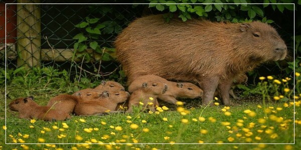 Caring For Capybara After Giving Birth