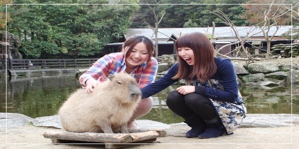 Where to pet capybara in japan