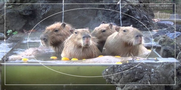 What Is Capybara Hot Spring Competition? [EXPLAINED]