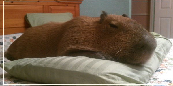 Should I Let My Capybara Sleep on My Bed with Me