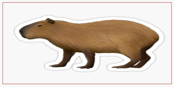 Capybara Vomiting Causes and Remedies