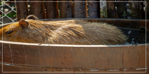 How To Properly Bathe A Capybara At Home [Vet Tips]