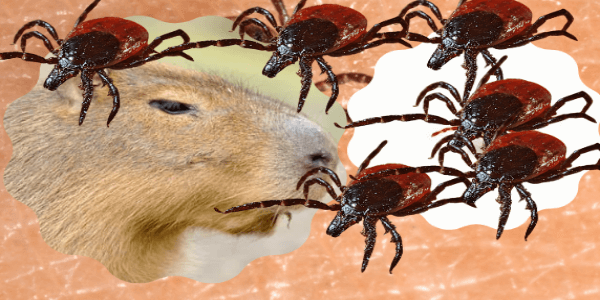 Ticks On Capybaras