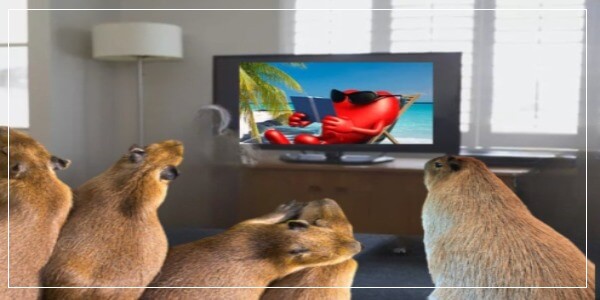 Can Capybaras Watch Tv
