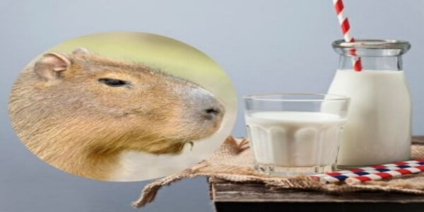 Should capybaras Drink Milk