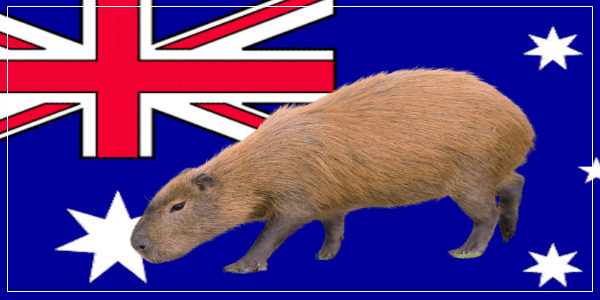 How To Get A Pet Capybara In Australia